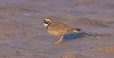 Petit Gravelot - Chaumont-Gistoux - Victor Claes