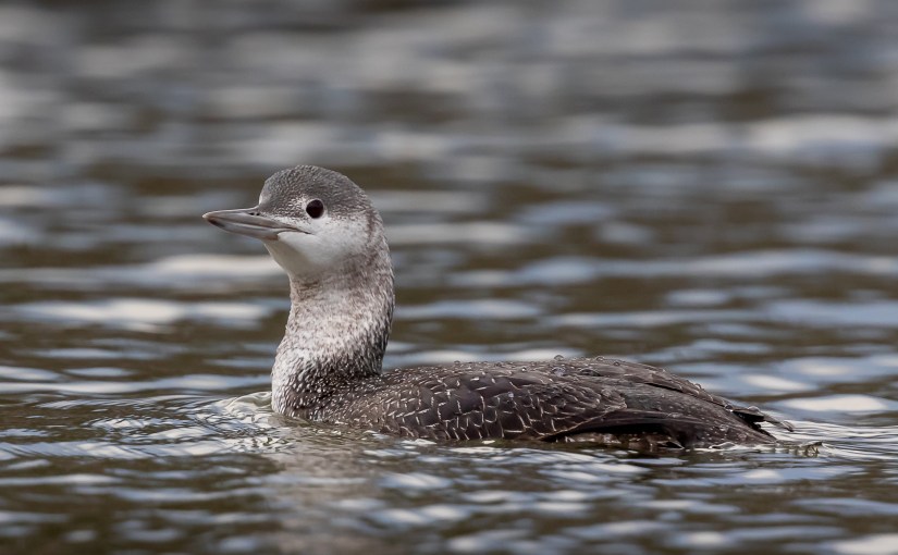 Un Plongeon catmarin en résidence au&nbsp;Lac