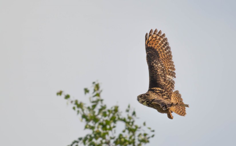 Enquête Grand-duc d’Europe en Brabant&nbsp;wallon