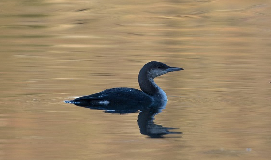 Plongeon arctique - Vincent Rasson - Lac de Genval 2016