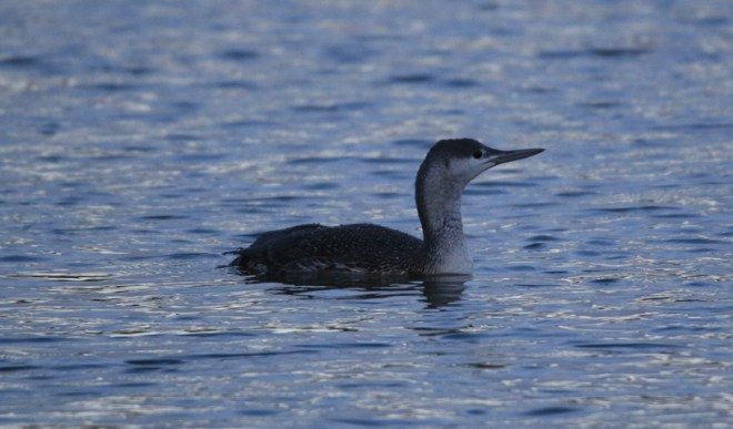 Plongeon catmarin - Thierry Maniquet - Lac de Genval 2020 12.01.2020