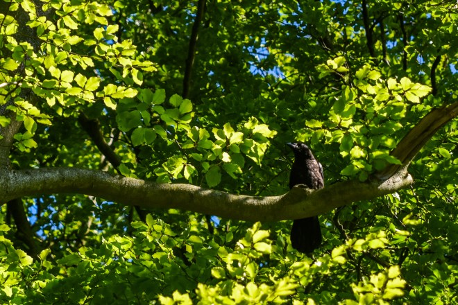 Grand Corbeau juvénile - Hans Roosen - Forêt de Meerdael