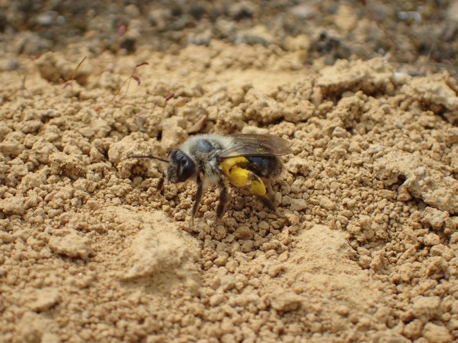 Abeille sauvage - Réserve Hannotelet - Julien Taymans