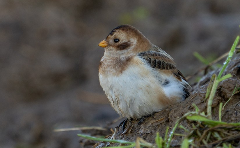 Fiche 4 :  Les bruants&nbsp;occasionnels