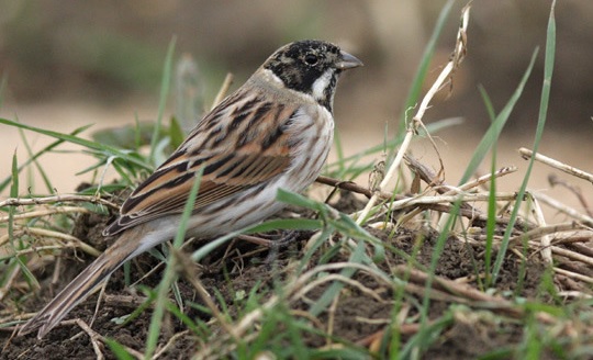 Fiche 3 :  Le Bruant des&nbsp;roseaux