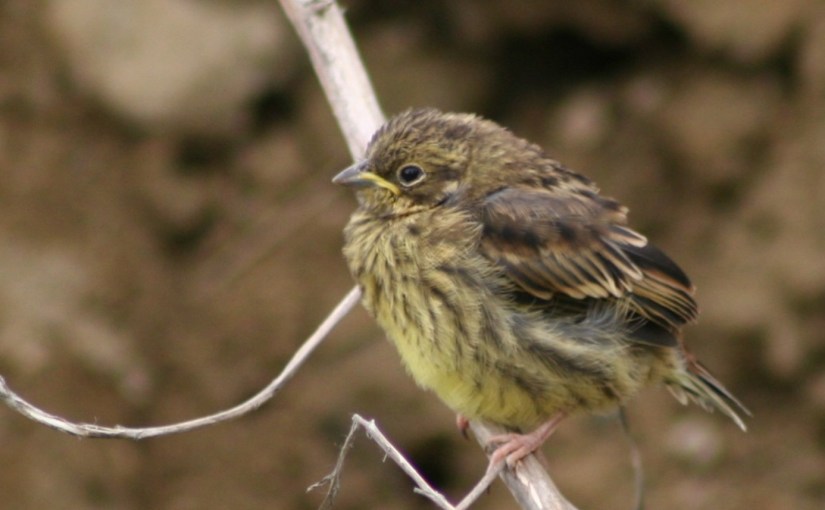 Les bruants en Brabant&nbsp;wallon