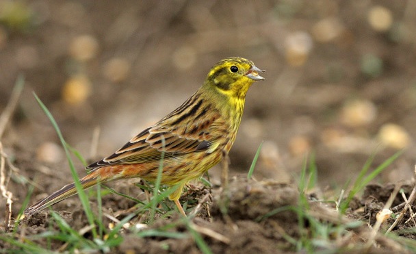 Fiche 1 :  Le Bruant&nbsp;jaune