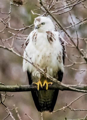 Buse variable-Victor Claes-Nethen