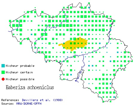 Carte Bruant roseaux