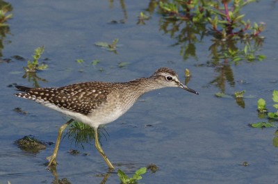 chevalier_sylvain_3_PS