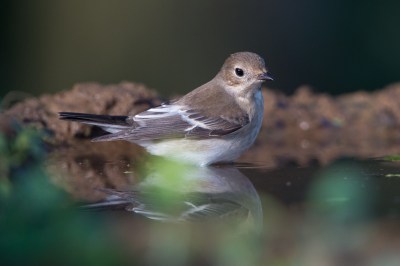 Gobemouche noir adulte copie-Fasol