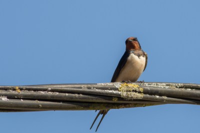 Hirondellerustique_SachadHoop_BraineleChateau