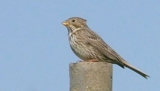 Fiche 2 :  Le Bruant&nbsp;proyer