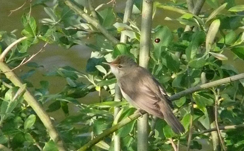 Le Wal&rsquo;manach : Retour véloce et réveil&nbsp;musicien