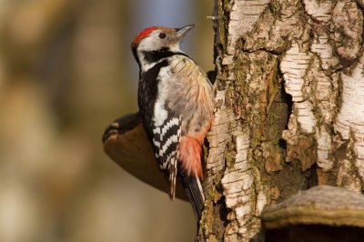 pic mar-Patricia Cornet-Sart-Dames-Avelines