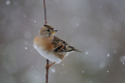 Pinson du N-Pierre Peignois