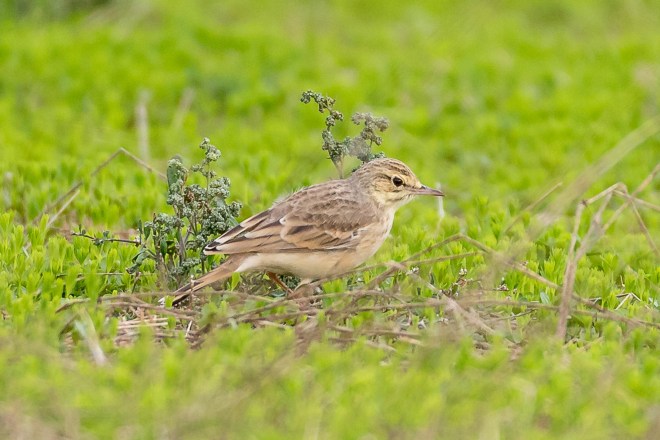 Pipit rousseline-Victor Claes-Saint-Jean-Geest-6