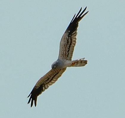 Fiche 10 :  Le Busard&nbsp;cendré