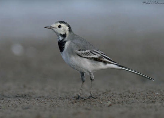 Fiche 6 :  La Bergeronnette&nbsp;grise