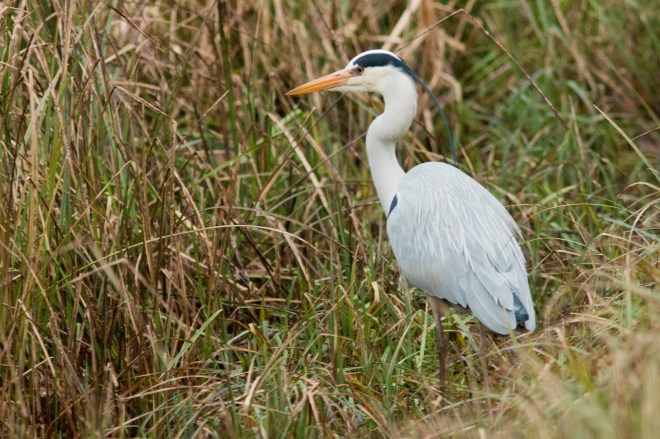 Héron cendré - Bernard Danhaive