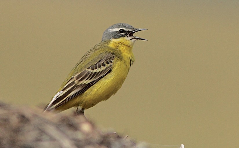 Fiche 5 :  La Bergeronnette&nbsp;printanière