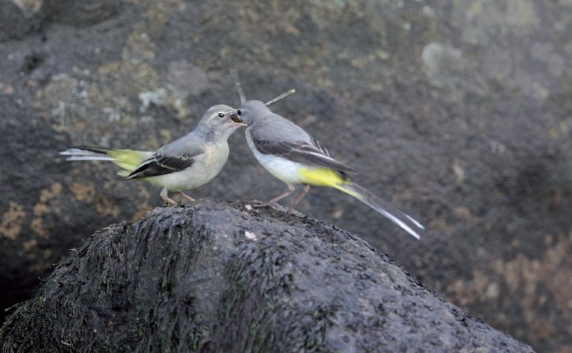 Fiche 7 :  La Bergeronnette des&nbsp;ruisseaux