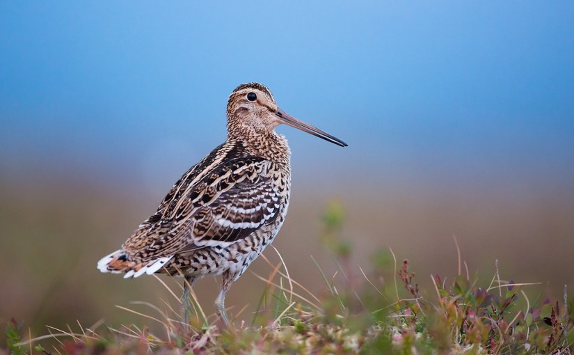 Une bécassine, oui, mais une double&nbsp;!
