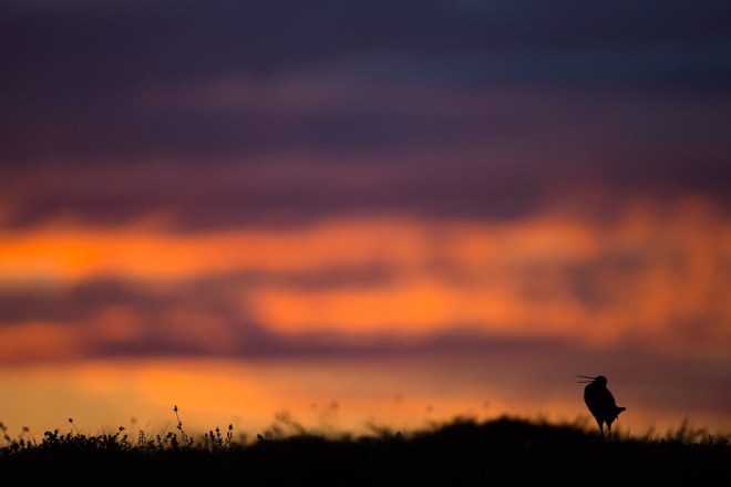 Parade nuptiale de bécassine double sur son lieu de reproduction : la toundra marécageuse - Daniel Petterson