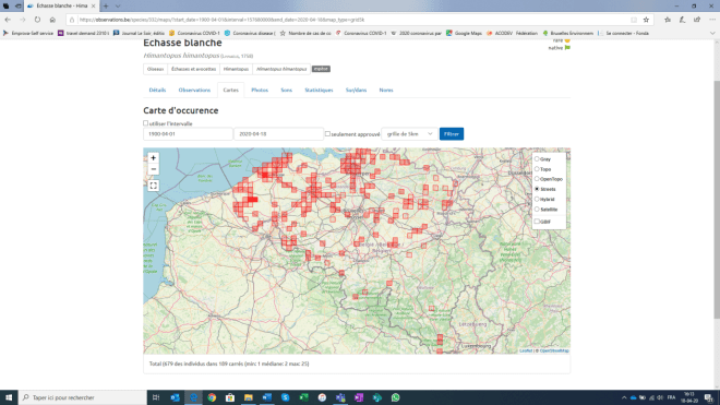 Echasse blanche - Source : Observations.be
