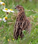 Caille des blés_Coturnix coturnix_ Pierre Melon-BW20