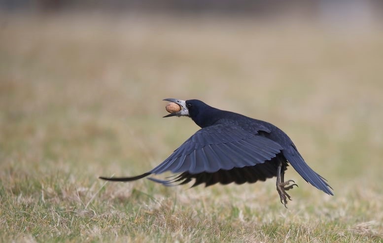 L&rsquo;intelligence des oiseaux