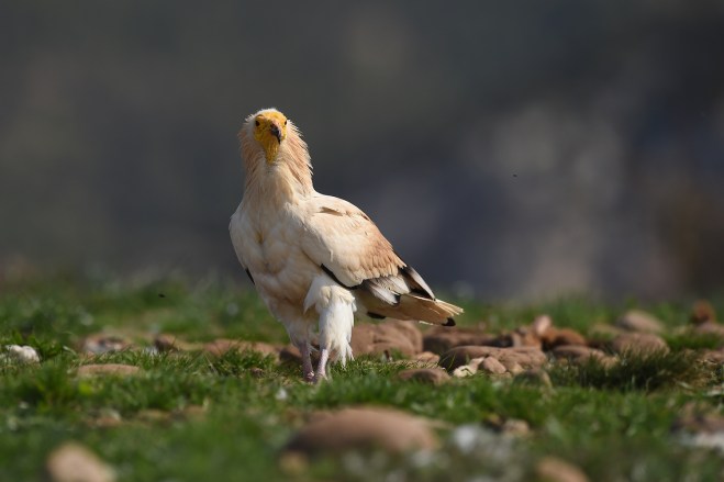 Percnoptère d'Egypte - Marc Fasol