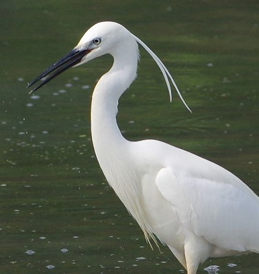 aigrette_garzette_2_PS