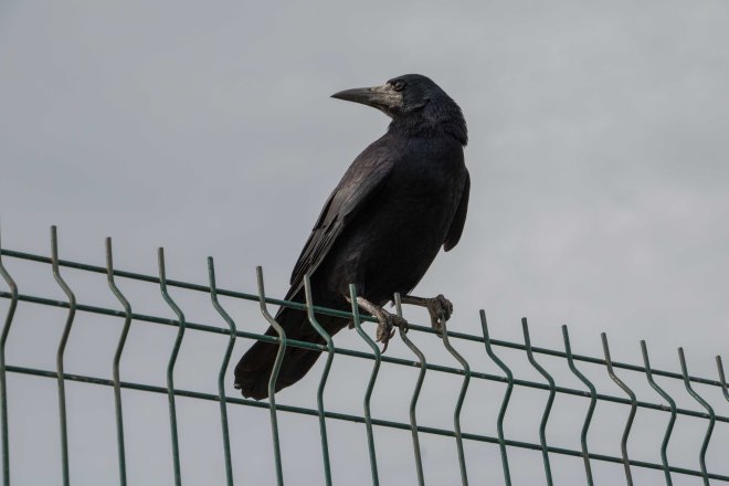 Corbeau freux - Bernard Danhaive