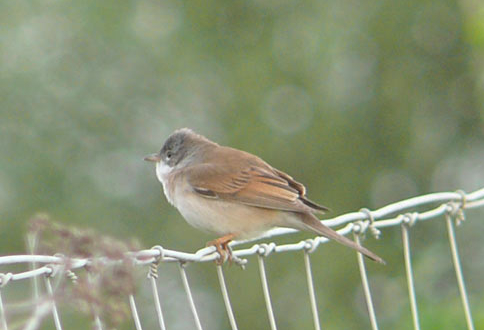 Fiche 26 :  La Fauvette&nbsp;grisette