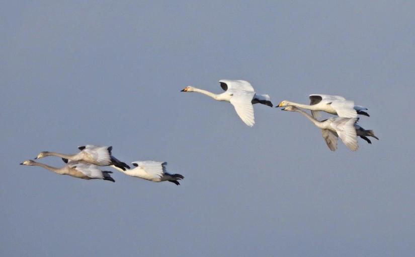 Chroniques de l&rsquo;hiver&nbsp;2019-2020