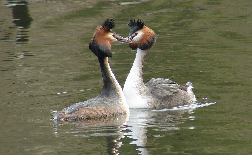 L&rsquo;intelligence des oiseaux&nbsp;(3)