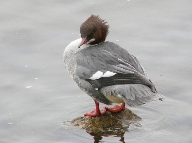 HARLE_BIEVRE_F-Hervé Paques