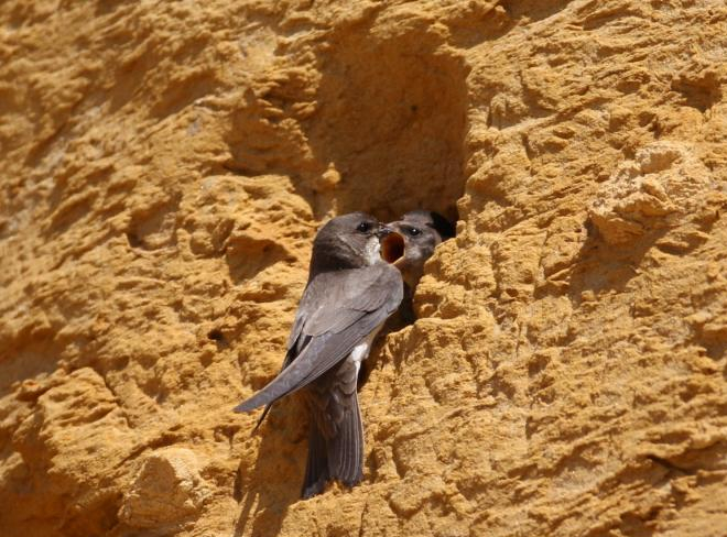 Fiche 45 :  L&rsquo;Hirondelle de&nbsp;rivage