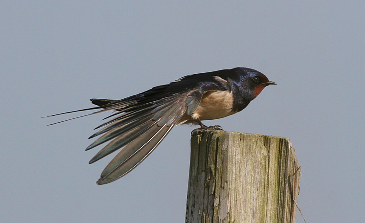 Fiche 43 :  L&rsquo;Hirondelle rustique