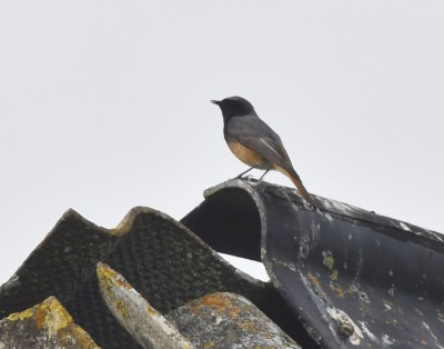 Hybride Rougequeue noir et Rougequeue à front blanc - Bernard Brochier