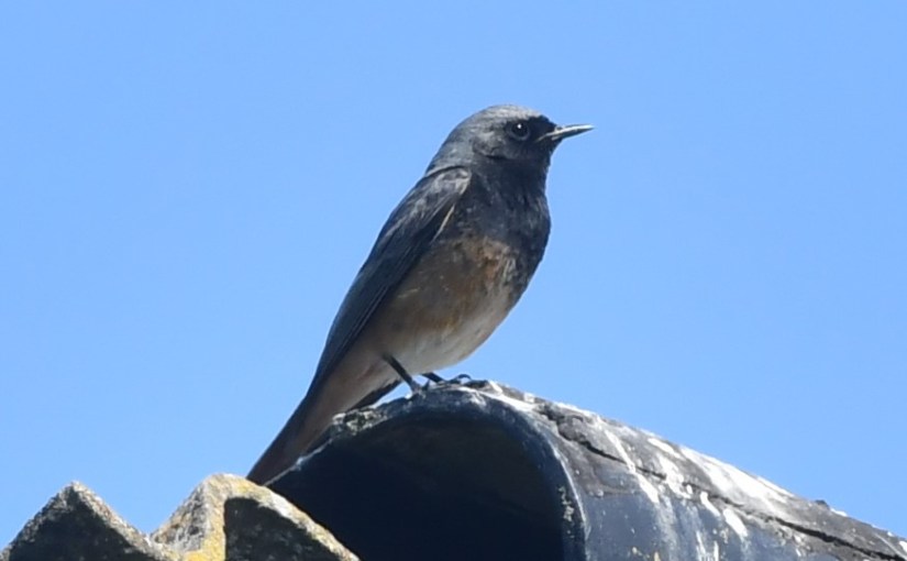 Un hybride de&nbsp;rougequeue