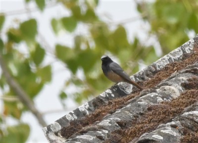 Hybride Rougequeue noir et Rougequeue à front blanc - Bernard Brochier