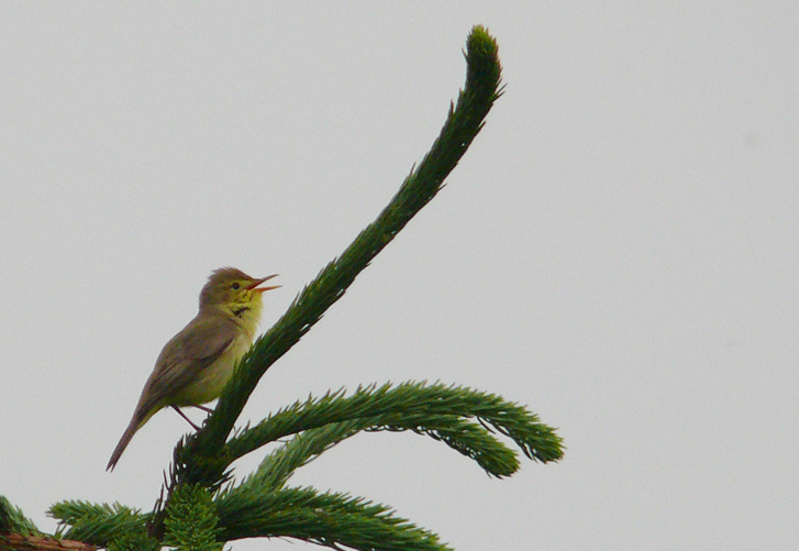 Le Wal&rsquo;manach : Dénicher les&nbsp;nicheurs