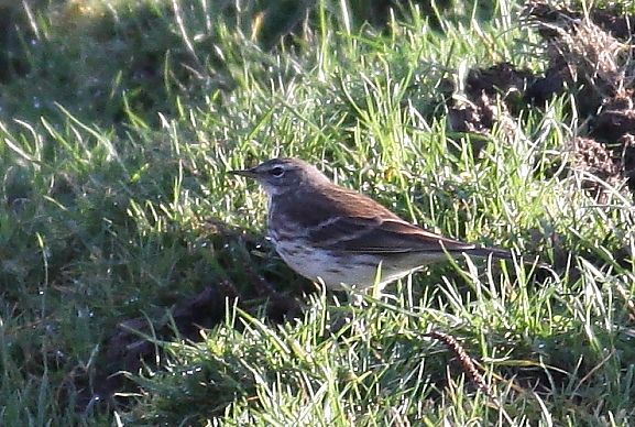 Pipit spioncelle-Didier Vieuxtemps