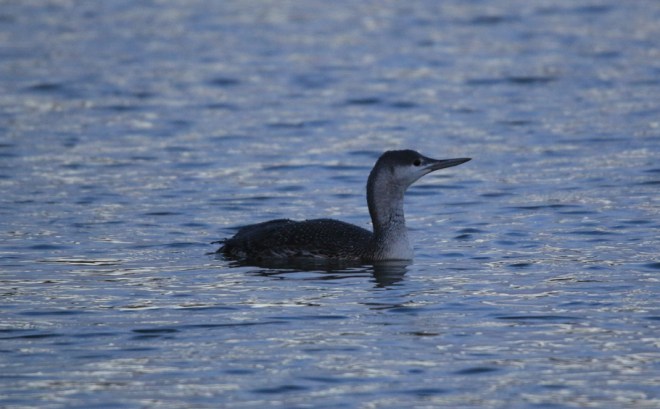 Plongeon catmarin (2) - Thierry Maniquet - Lac de Genval - 12.01.2020-01-2020