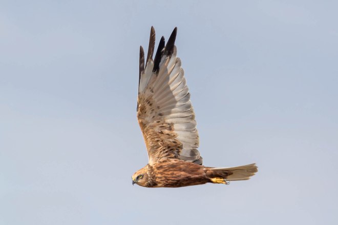 Busard des roseaux - Victor Claes