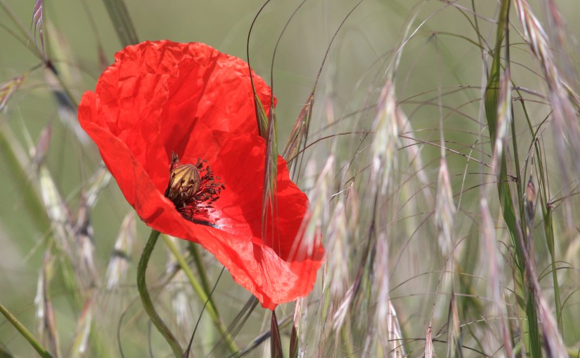 Le coquelicot