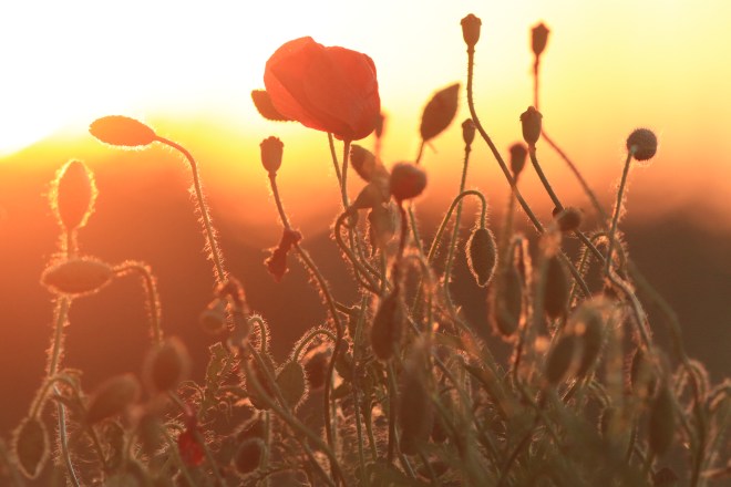 coquelicot Thierry 9710