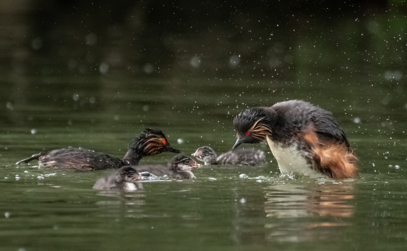 Naissances réjouissantes au lac&nbsp;!